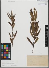 Foto von Salix triandra L. x Salix viminalis L.